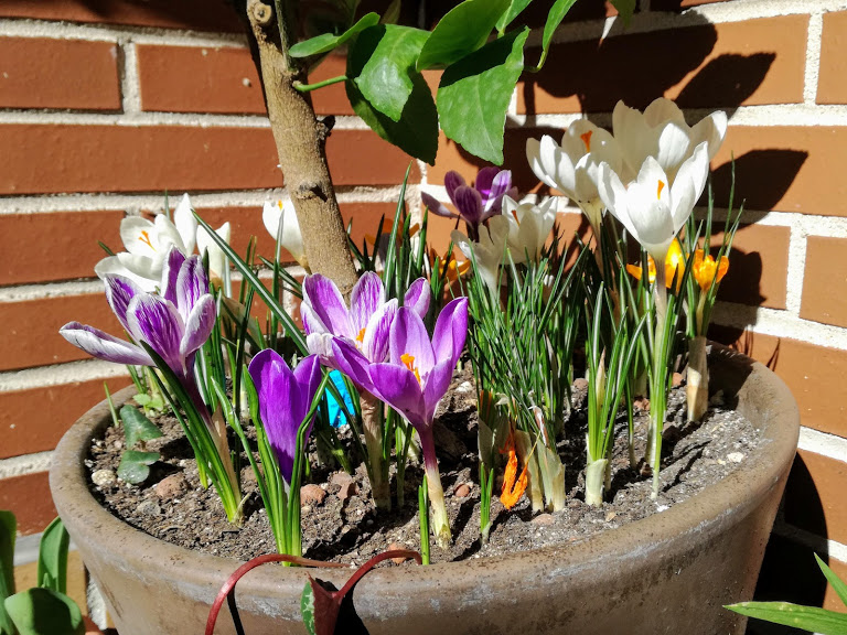Portal Cool 50 Crocus Bulbosgrandes Primavera en flor del azafrÃ¡n colores mezclados bombillas/cormos 